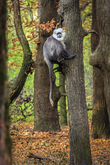 The Dachigam National Park in Kashmir is one of the country's northern-most, elevated Protected Areas and is home to the critically-endangered Kashmir stag or hangul. Seen here is a Himalayan langur whose thick fur makes him look decidedly more impressive than his cousins down in the plains.
