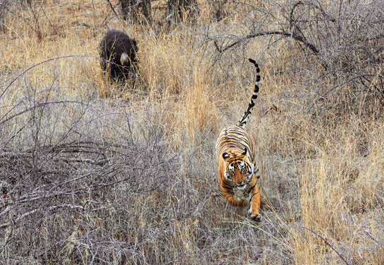 The forest is not devoid of a sense of humour. We were privy to a truly comic episode, when a young, enthusiastic tiger chased a bear into the bushes. Moments later, we witnessed the hunter become the hunted! The burly sloth had turned the tables... the tiger, evidently, did not quite enjoy a taste of his own medicine!