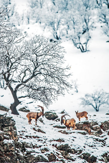 Bezoar ibex