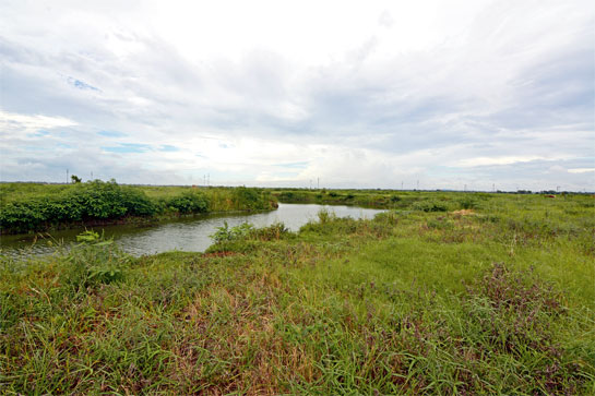 Home to the vulnerable fishing cat and other wild marshland species, the Dankuni wetland complex is threatened by land reclamation.