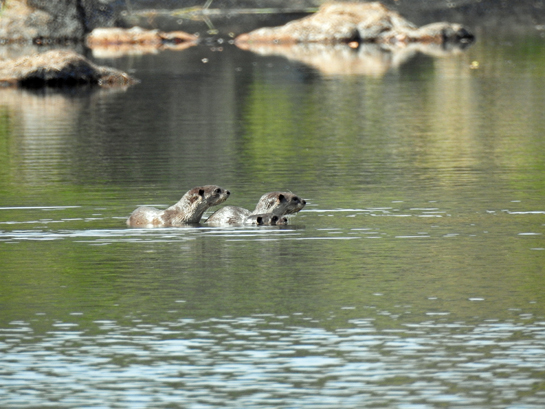 Project Leader Malhar Indulkar is working to protect the riverine habitat of smooth coated and small clawed otters along the Tillari and Terekhol rivers in Maharashtra, where they are threatened by unethical fishing practices, ignorance and pollution.