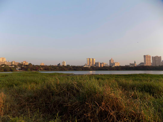 Constructed in the 19th century, the beautiful Powai Lake is dying a slow death even as it continues to serve the city. Reed beds in the shallows are important for water filtration and also provide vital habitat for birds and fishes.