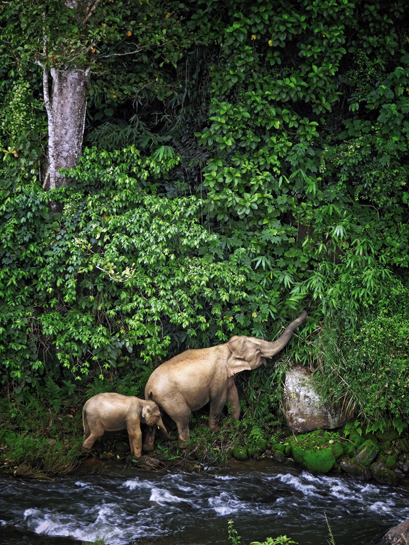 With social lives and family structures as complex as ours, elephants are more than just lumbering giants. Highly intelligent and deeply empathetic, they possess profound sentience that in our anthropogenic times is grossly overlooked.