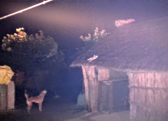 This grainy image shows one of the tiger cubs stranded on a village roof, surrounded by dogs. The cub has disappeared since.