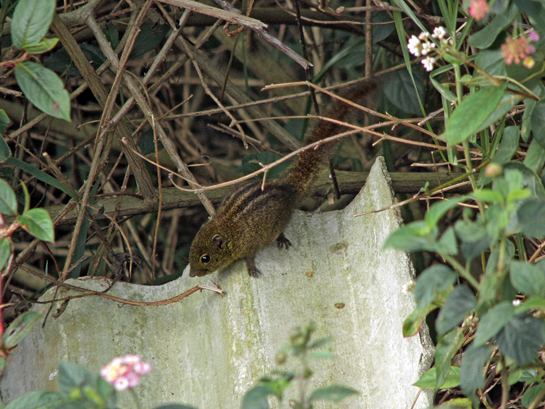Based on indirect evidences, it was found that the holes in the bamboo stalks were in fact made by the dusky-striped squirrel Funambulus sublineatus, which just like the reed bamboo Ochlandra travancorica and the white-spotted bush frog are only found in the Western Ghats, and all three are deemed as threatened by the IUCN.