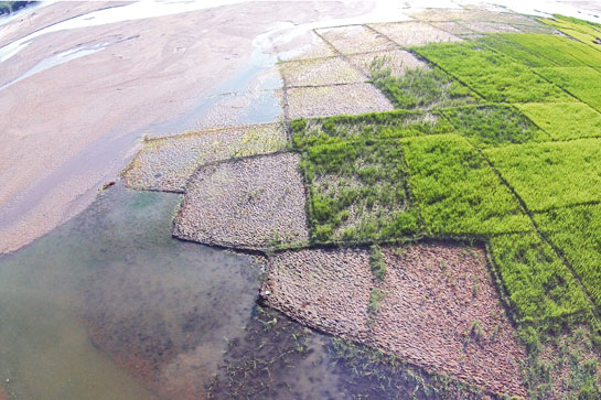 Sand set loose by boulder mining and road-making is dumped by the river on paddy fields downstream rendering them unproductive for years. Such destructive actions are being replicated all across upper Assam.