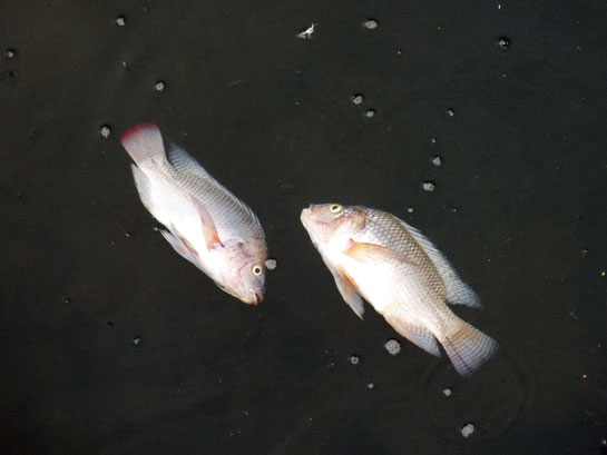 Dead fish float in the river after a bout of dynamite fishing. The use of dynamite by some in the Cauvery river has impacted not just the riverine ecosystem, which is vital to otters, but also the traditional fishermen (right) who have been battling the problem of decreasing fish stock.