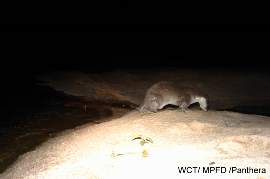 The Eurasian Otter, as seen on camera