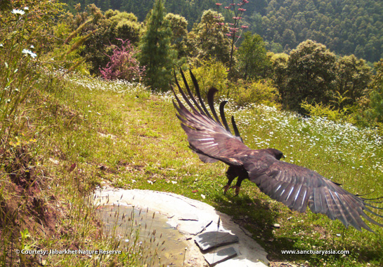 One of the many strategically located camera traps in Jabarkhet captures an eagle as it takes flight over a flowering meadow.