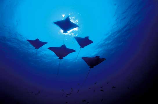 Marine ecosystems like this one at Lakshadweep are home to a multitude of aquatic species, including these eagle rays Aetobatus sp. that will be protected thanks to collaborations such as WoRMS. Marine ecosystems like this one at Lakshadweep are home to a multitude of aquatic species, including these eagle rays Aetobatus sp. that will be protected thanks to collaborations such as WoRMS.
