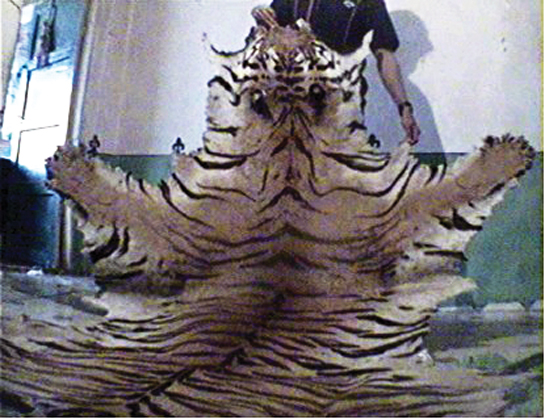 Frame grab of tiger skin and bones available for sale in China, which was captured using hidden cameras by an EIA investigator.