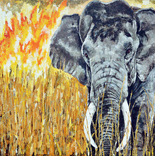 As a distant fire engulfs the tall, dry grassland of Kaziranga, a wild tusker wades through the grass. 36