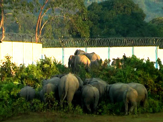 The wall built by NRL that blocks a vital elephant corridor.