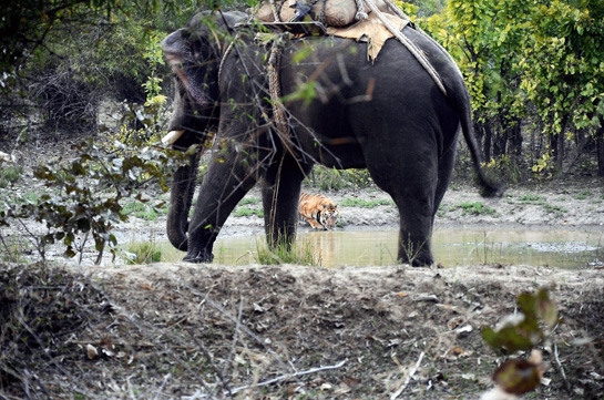 The Forest Department used two elephants to nudge Bamera back into the forest. If he tarried too long, the elephants would look around for a young sapling, uproot it and throw it close enough to force the great cat to keep moving back towards safety.