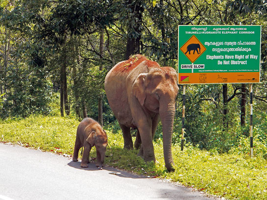 An elephant and her calf exercise their right to passage at the Thirunelli-Kudrakote Elephant Corridor. Securing corridors such as these is a conservation imperative to minimise Human-Elephant Conflict in the long-term.