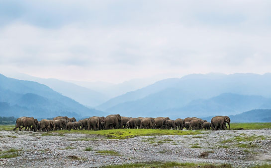 An elephant herd crosses the Mechi river along the Indo-Nepal border.