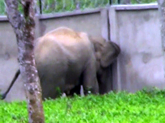 One seven-year old male elephant has already been found dead. How many more may die?