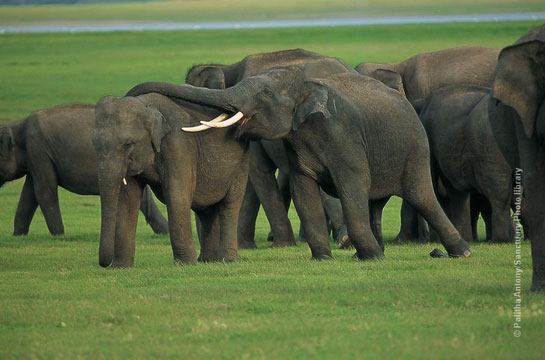 Elephants at Girithale