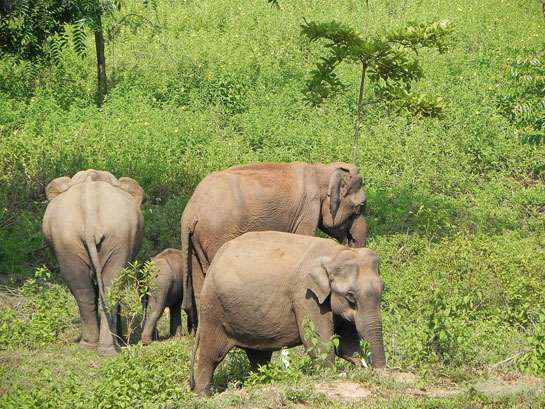 Elephants at the former village of Puliyankolly, now secured forest land.