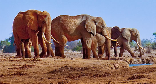 Elephants at a waterhole on June, 14, 2012 near Satao Camp, Tsavo East wildlife reserve in Kenya