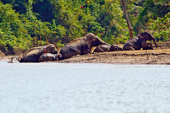 The author was fascinated to see a family of six elephants led by the matriarch negotiate the soft mud along the Muda river to get to solid ground.