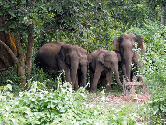 Elephants passing through the Kalapahar-Daigurung corridor.