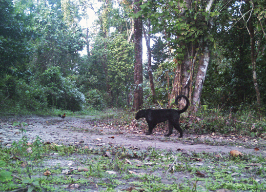 Photographs such as this of a black panther in the Pakke Tiger Reserve are confirmation that strong protection initiatives are paying off.