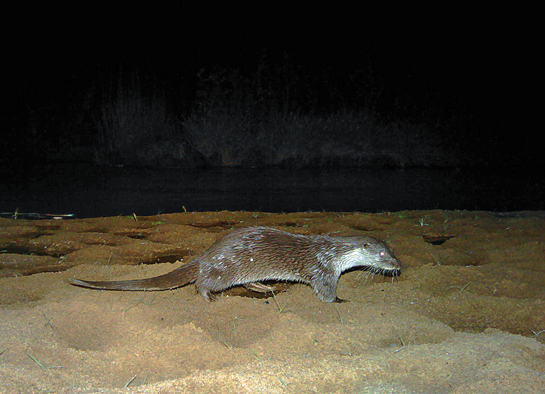 The new photographic evidence of Eurasian otters from the Satpura Tiger Reserve and Balaghat Forest Division extends the species' known geographical range to the central Indian landscape.