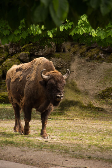 A European Bison shedding its winter coat.