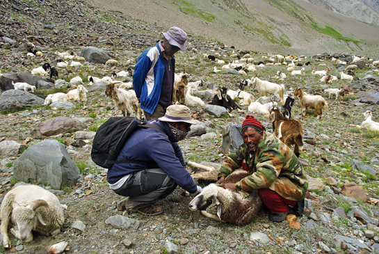 The author and shepherds examine migratory livestock that have contracted foot-and-mouth disease, an infectious and sometimes fatal viral disease that affects cloven-hoofed animals, including domestic and wild bovids.