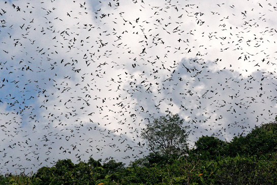 Amur Falcons darken the skies around the villages of Asha, Pangti and Sungro in Nagaland during their six-week annual migration break.
