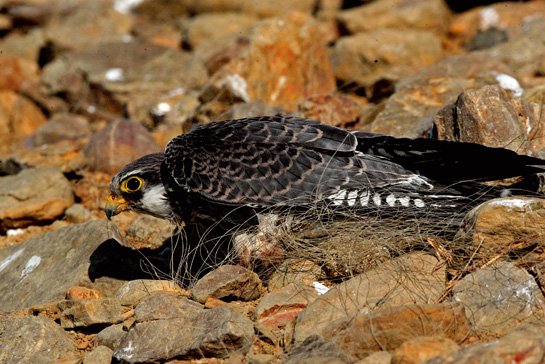 The female Amur Falcon has brown streaks on her body, with the horny facial parts in lemon yellow instead of orange like the male.