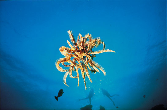 Hugues Vitry/Lacadives