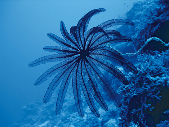 A beautiful feather star, or sea lily Cenometra bella, in Lakshadweep's azure waters. The species uses its extremities to filter food particles that fall like manna from heaven for all manner of marine creatures.