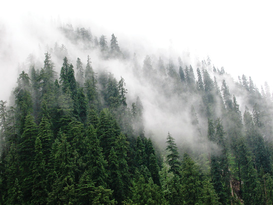 The 61 sq. km. Tirthan Wildlife Sanctuary is ensconced in the Great Himalayan National Park. Here, swirls of mist bellow over the sanctuary's fine fir forests.