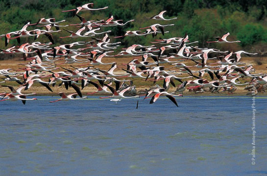 Flamingos in Flight