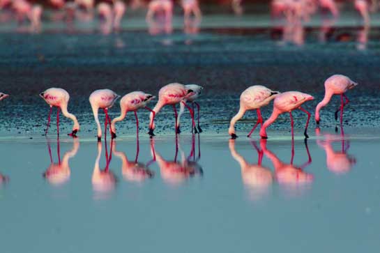 These Lesser Flamingos Phoenicopterus minor breed in the Rann of Kutch during the monsoon, and when their chicks are strong enough, will migrate to other brackish water habitats across the Indian subcontinent. This cycle will be devastated by the proposed road project through the region. These Lesser Flamingos Phoenicopterus minor breed in the Rann of Kutch during the monsoon, and when their chicks are strong enough, will migrate to other brackish water habitats across the Indian subcontinent. This cycle will be devastated by the proposed road project through the region.