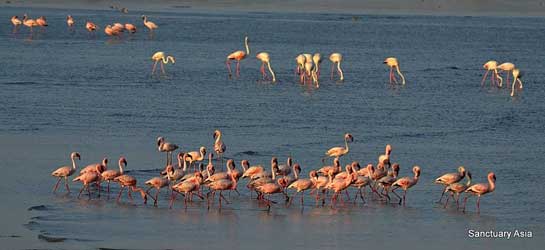 A flock of flamingoes at the Sewri mudflats.