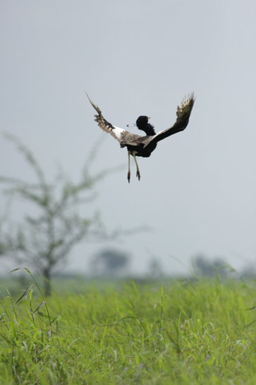 The male Lesser Florican is known for its flamboyant breeding display. The male Lesser Florican is known for its flamboyant breeding display.
