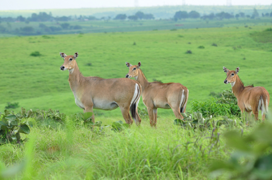 Nilgai herds unintentionally trample on Lesser Florican eggs, and are thus a threat to the species.