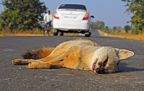 This lifeless Indian fox vixen will never be reunited with her pups. She died crossing a road with relatively little traffic, which connects and passes through the corridor between Pench and Kanha Tiger Reserves.