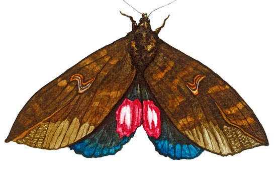 Fruit-piercing moth, sub-family Calpinae.