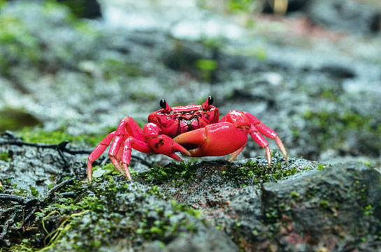 Pink forest crab