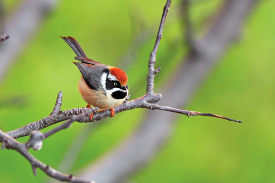 The Black-throated Tit is a sociable little passerine that is found at middle altitudes, and is a common sight in the Himalaya.