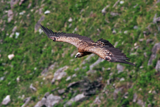 Mountain travellers will find this a familiar sight! A magnificent Himalayan Griffon, an Old World vulture, soars through the air.