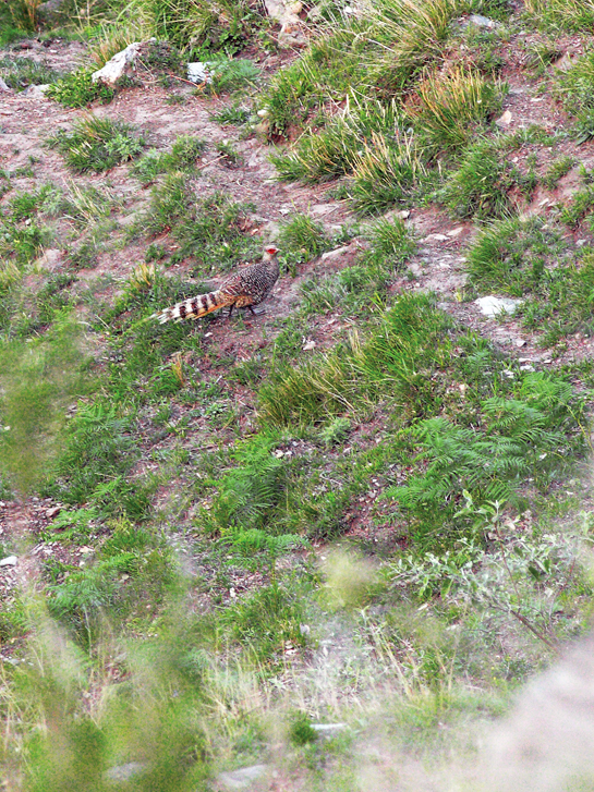 This species is native to the western Himalaya, and is listed as vulnerable on the IUCN Red List. Its range countries include Pakistan, India and Nepal.