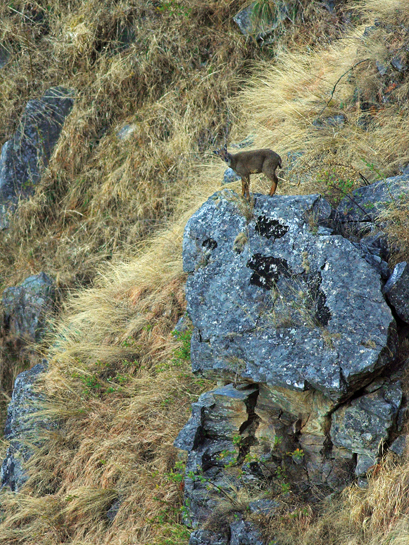 A Himalayan goral stands sentinel on a boulder. The species has evolved to inhabit steep slopes and rocky terrain.