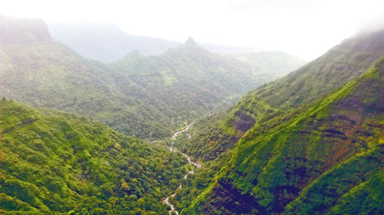 The WILD Society team, which the author was part of, carried out an extensive rapid sampling effort for the fungus across the Western Ghats. They first reported the fungus from the Harishchandragad fort in Maharashtra.