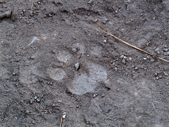 A leopard's pugmark sighted in the forest along the rim of the crater.