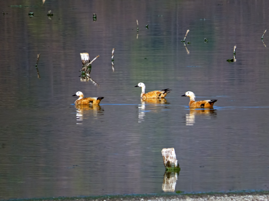Biodiversity within the crater was an indication of a healthy, teeming forest. The authors sighted over 120 species of birds in and around the crater, including Ruddy Shelducks (left) foraging in the Lonar Lake.